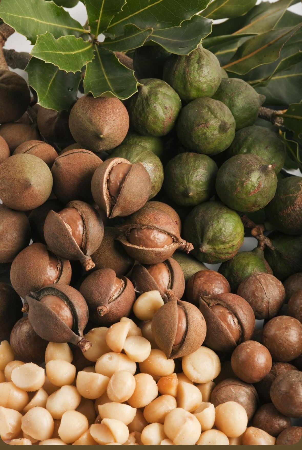 Macadamia Nuts (Raw Kernel)
