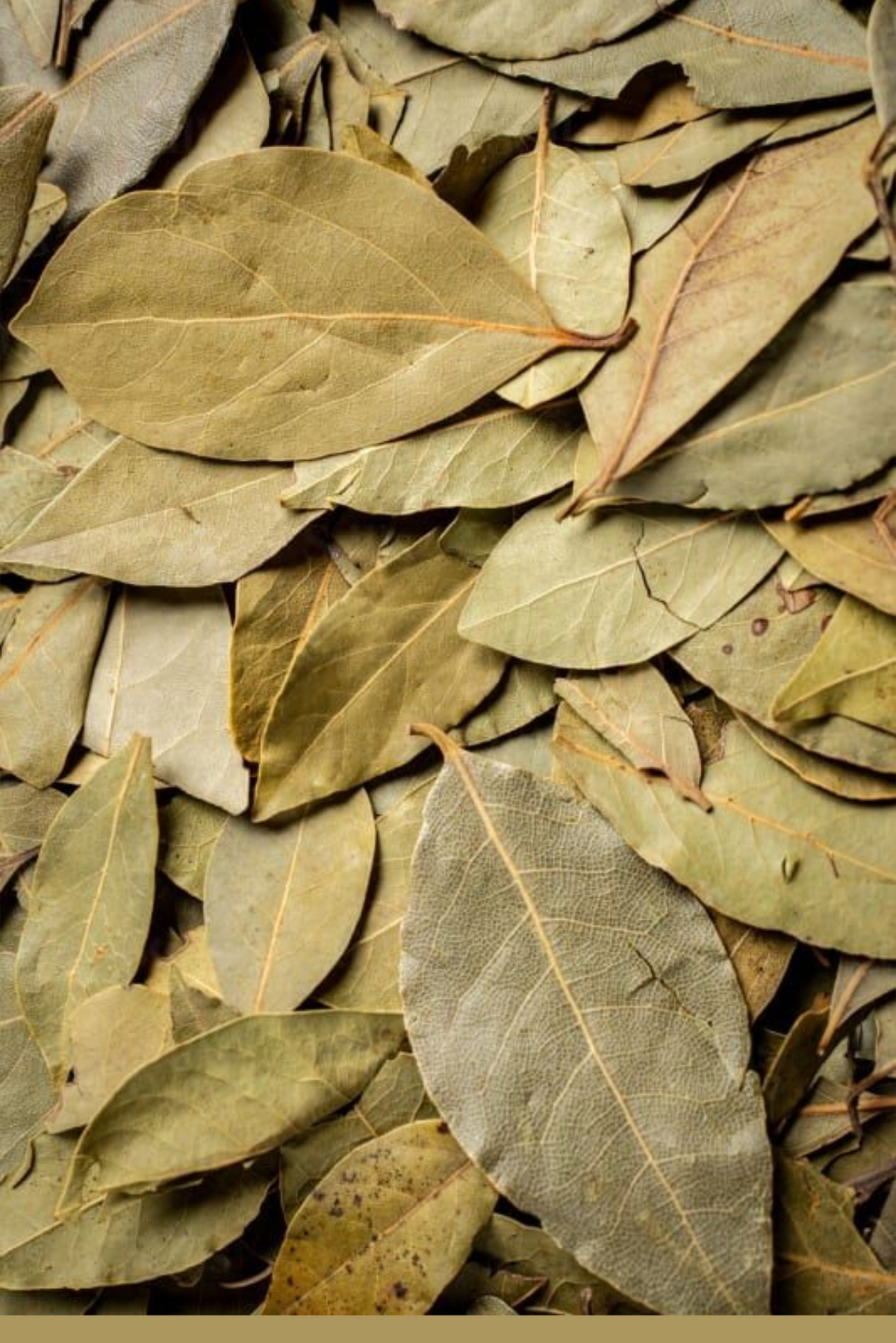 Bay Leaf (Tej Patta)