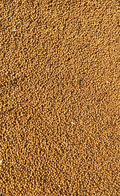 Mustard Seeds (Rai)