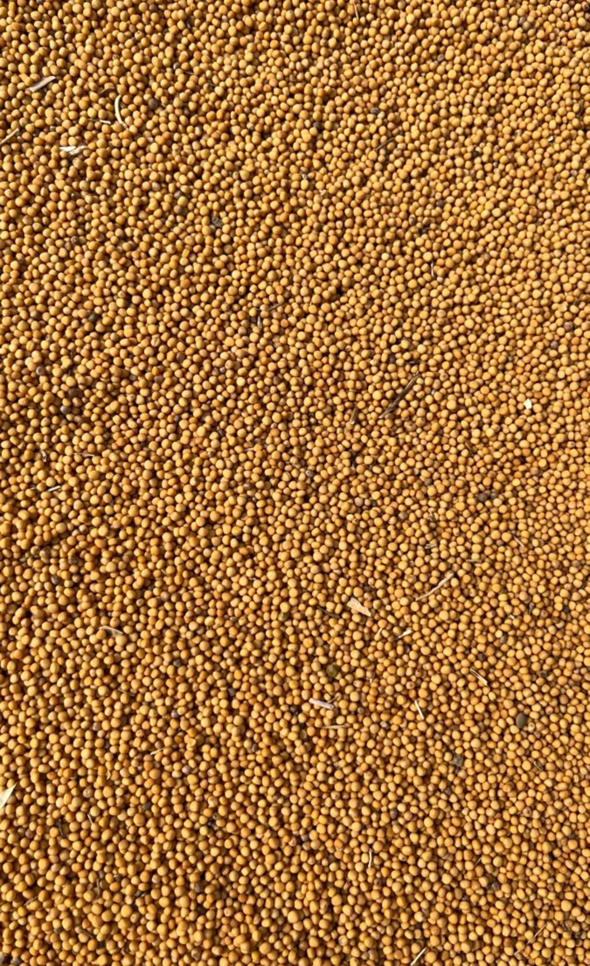 Mustard Seeds (Rai)
